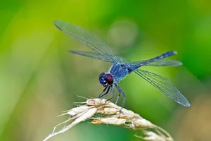 Top Animals with the Shortest Lifespans: Nature's Fast Lives - image 6