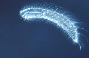 Top Animals with the Shortest Lifespans: Nature's Fast Lives - image 9