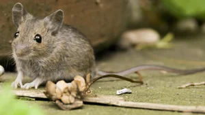 Top Animals with the Shortest Lifespans: Nature's Fast Lives - image 1