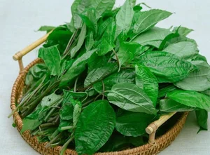 From Foraged Wild Plant to Urban Delicacy: The Rise of a Forgotten Food - image 3