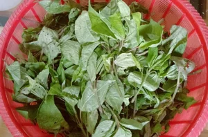 From Foraged Wild Plant to Urban Delicacy: The Rise of a Forgotten Food - image 8