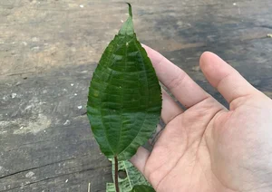 From Foraged Wild Plant to Urban Delicacy: The Rise of a Forgotten Food - image 4