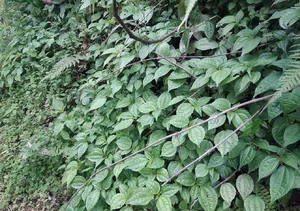 From Foraged Wild Plant to Urban Delicacy: The Rise of a Forgotten Food - image 2