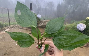From Foraged Wild Plant to Urban Delicacy: The Rise of a Forgotten Food - image 0