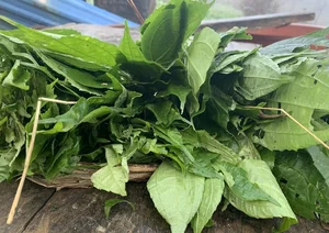 From Foraged Wild Plant to Urban Delicacy: The Rise of a Forgotten Food - image 7