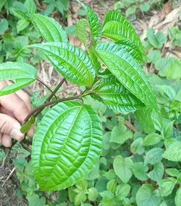 From Foraged Wild Plant to Urban Delicacy: The Rise of a Forgotten Food - image 1