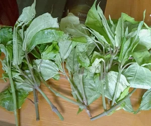 From Foraged Wild Plant to Urban Delicacy: The Rise of a Forgotten Food - image 6