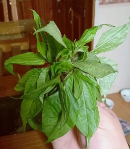 From Foraged Wild Plant to Urban Delicacy: The Rise of a Forgotten Food - image 9