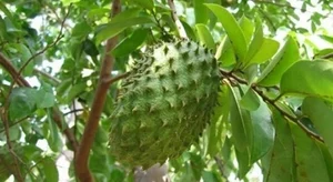 5 Common Vietnamese Leaves That Are Now High-Value Exports Worldwide - image 9