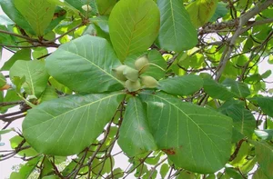 5 Common Vietnamese Leaves That Are Now High-Value Exports Worldwide - image 3