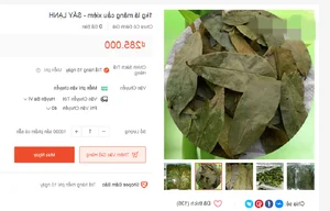 5 Common Vietnamese Leaves That Are Now High-Value Exports Worldwide - image 4