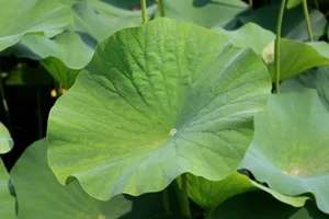 5 Common Vietnamese Leaves That Are Now High-Value Exports Worldwide - image 7