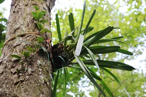 The Sacred Forest: How a Small Village Protects Its Living Treasure - image 4