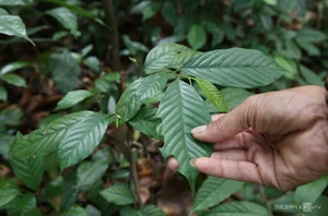 The Sacred Forest: How a Small Village Protects Its Living Treasure - image 2