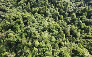 The Sacred Forest: How a Small Village Protects Its Living Treasure - image 9