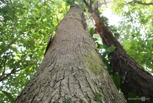 The Sacred Forest: How a Small Village Protects Its Living Treasure - image 6