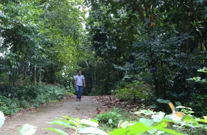 The Sacred Forest: How a Small Village Protects Its Living Treasure - image 3