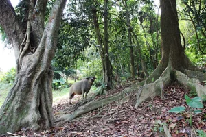 The Sacred Forest: How a Small Village Protects Its Living Treasure - image 0