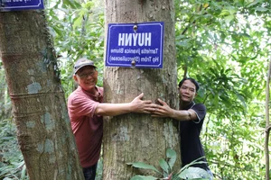 The Sacred Forest: How a Small Village Protects Its Living Treasure - image 7