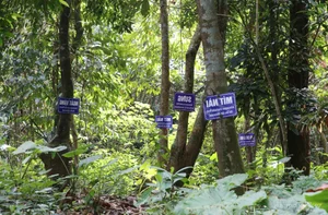 The Sacred Forest: How a Small Village Protects Its Living Treasure - image 1