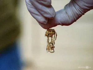 National Treasures of Nghe Temple: Sacred Gold Artifacts - image 7