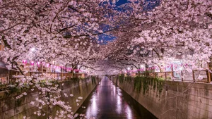 Tokyo Uncovered: A Fascinating Journey Through the Heart of Japan’s Vibrant Capital - image 7