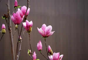 Luxurious Magnolia Flowers Become the Top Trending Decor for Tet 2025 - image 9