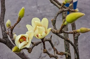 Luxurious Magnolia Flowers Become the Top Trending Decor for Tet 2025 - image 4