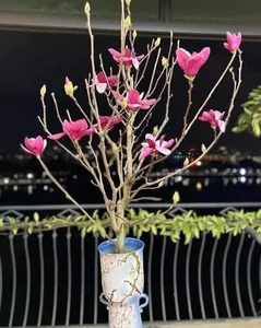 Luxurious Magnolia Flowers Become the Top Trending Decor for Tet 2025 - image 1