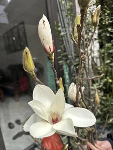 Luxurious Magnolia Flowers Become the Top Trending Decor for Tet 2025 - image 6
