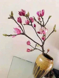 Luxurious Magnolia Flowers Become the Top Trending Decor for Tet 2025 - image 7
