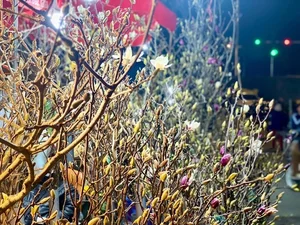 Luxurious Magnolia Flowers Become the Top Trending Decor for Tet 2025 - image 2