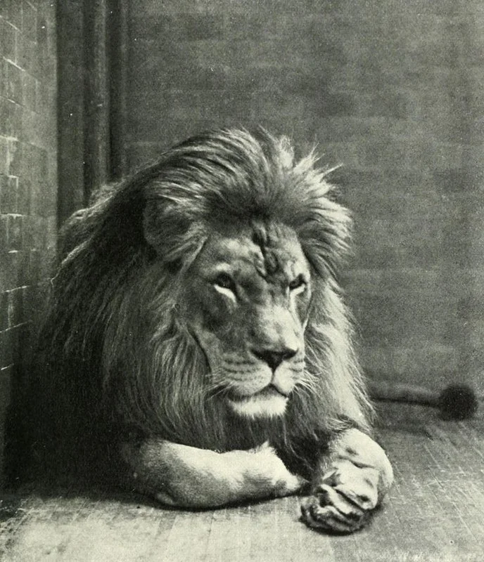 A Look at Animals Driven to Extinction by Human Impact