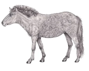 A Look at Animals Driven to Extinction by Human Impact - image 3