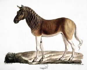 A Look at Animals Driven to Extinction by Human Impact - image 8