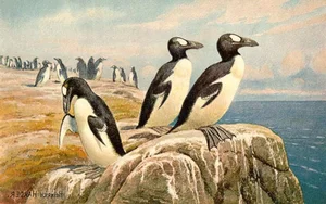 A Look at Animals Driven to Extinction by Human Impact - image 5