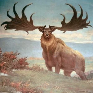A Look at Animals Driven to Extinction by Human Impact - image 4