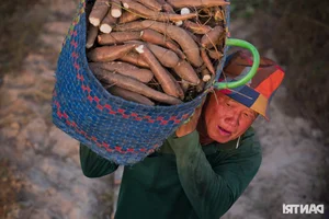 Experience the Vibrant Cassava Harvest Season in An Giang Province, Vietnam - image 5