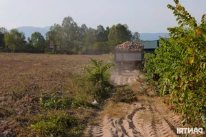 Experience the Vibrant Cassava Harvest Season in An Giang Province, Vietnam - image 8