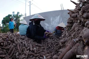 Experience the Vibrant Cassava Harvest Season in An Giang Province, Vietnam - image 1