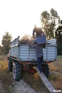 Experience the Vibrant Cassava Harvest Season in An Giang Province, Vietnam - image 2