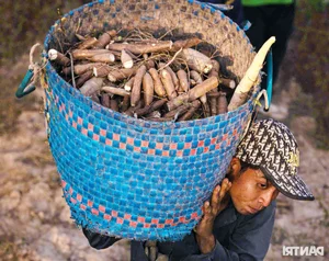 Experience the Vibrant Cassava Harvest Season in An Giang Province, Vietnam - image 3
