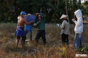 Experience the Vibrant Cassava Harvest Season in An Giang Province, Vietnam - image 4