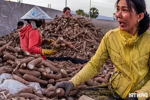Experience the Vibrant Cassava Harvest Season in An Giang Province, Vietnam - image 0