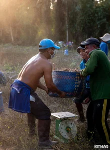 Experience the Vibrant Cassava Harvest Season in An Giang Province, Vietnam - image 7