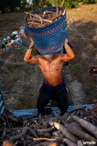 Experience the Vibrant Cassava Harvest Season in An Giang Province, Vietnam - image 6