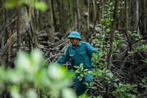 Life Among the Mangroves: Dedicated Guardians of the Can Gio Biosphere Reserve - image 23
