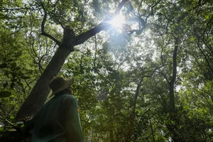 Life Among the Mangroves: Dedicated Guardians of the Can Gio Biosphere Reserve - image 21