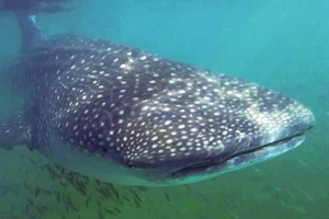 Giant River Monsters Caught by Vietnamese Fishermen: Incredible Mekong River Discoveries - image 1
