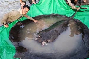 Giant River Monsters Caught by Vietnamese Fishermen: Incredible Mekong River Discoveries - image 4